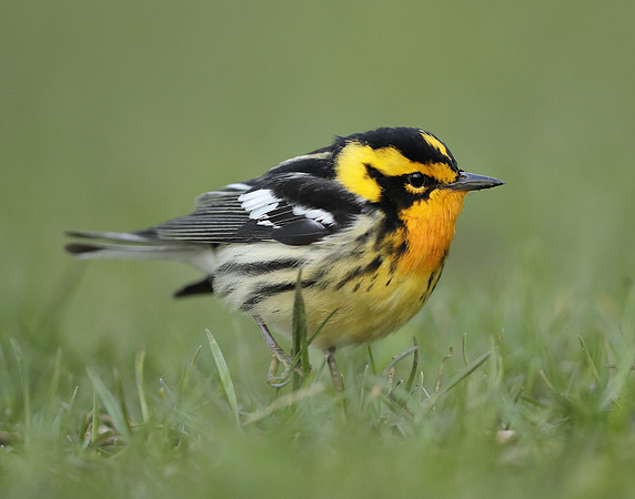 Blackburnian Warbler  Setophaga fusca
