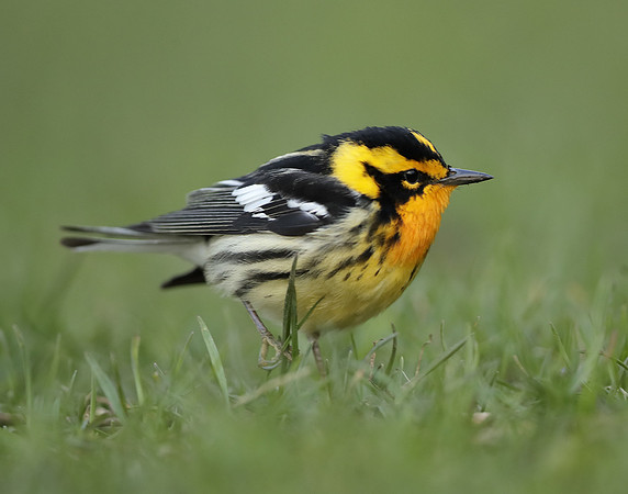 Blackburnian Warbler  Setophaga fusca