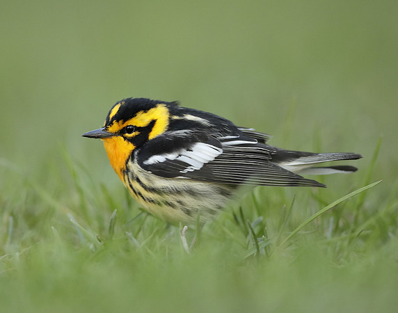 Blackburnian Warbler  Setophaga fusca