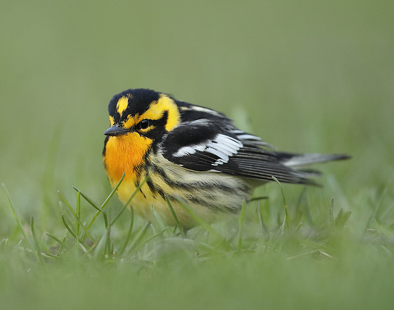 Blackburnian Warbler  Setophaga fusca