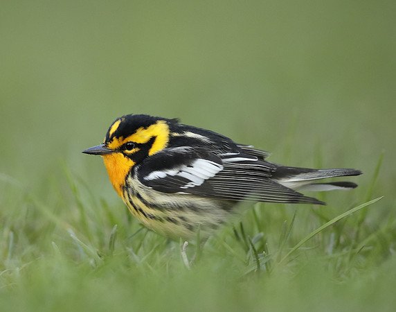Blackburnian Warbler  Setophaga fusca
