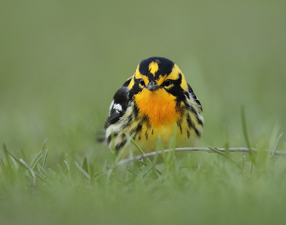 Blackburnian Warbler  Setophaga fusca