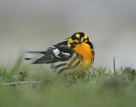 Blackburnian Warbler  Setophaga fusca