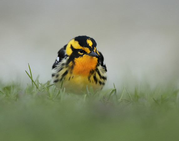Blackburnian Warbler  Setophaga fusca