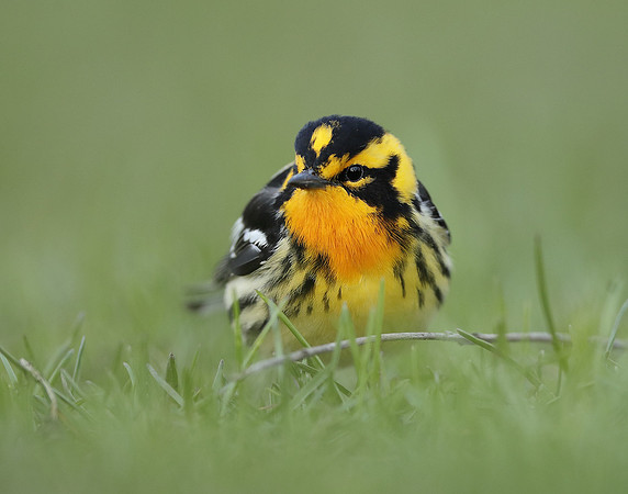 Blackburnian Warbler  Setophaga fusca