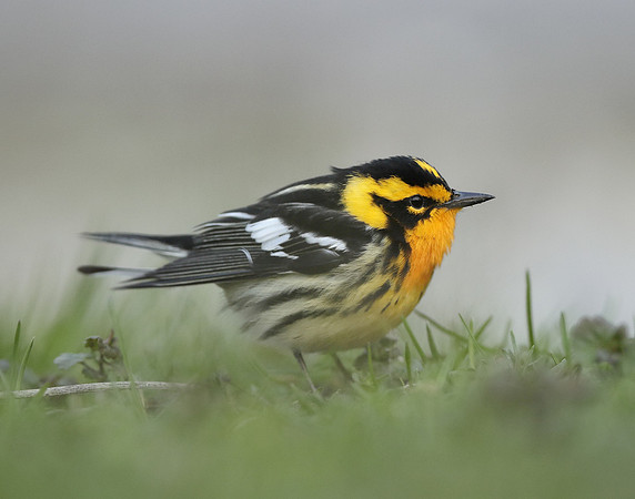 Blackburnian Warbler  Setophaga fusca