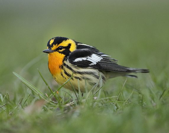 Blackburnian Warbler  Setophaga fusca