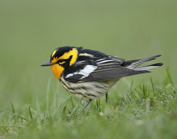 Blackburnian Warbler  Setophaga fusca