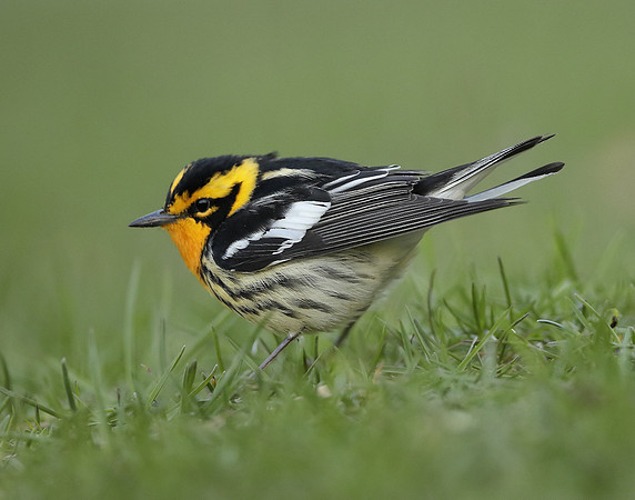 Blackburnian Warbler  Setophaga fusca