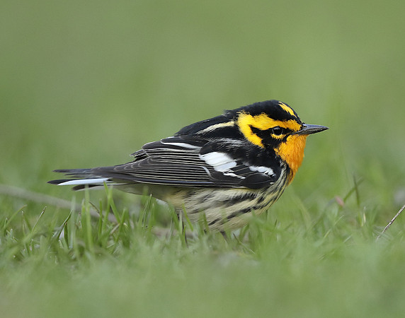 Blackburnian Warbler  Setophaga fusca