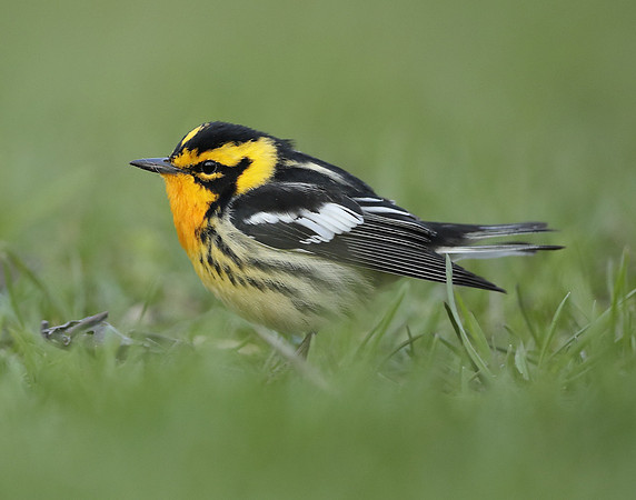 Blackburnian Warbler  Setophaga fusca