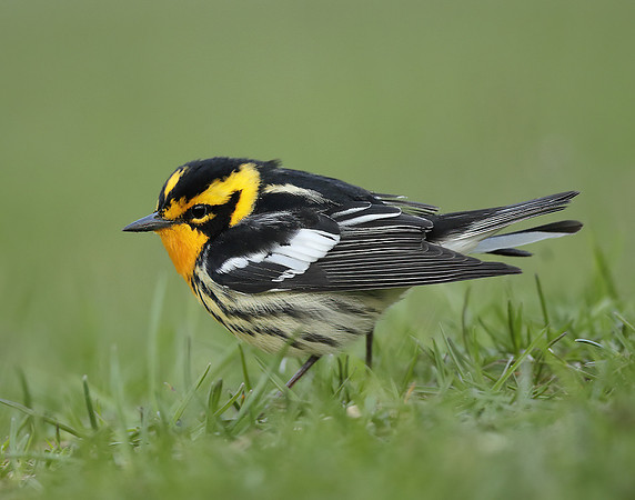 Blackburnian Warbler  Setophaga fusca
