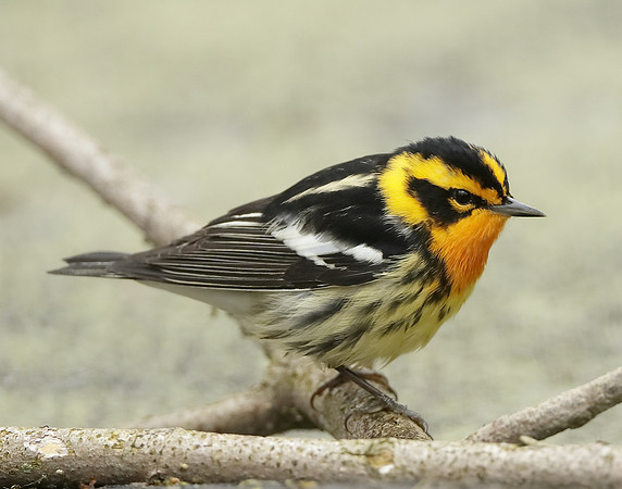 Blackburnian Warbler  Setophaga fusca