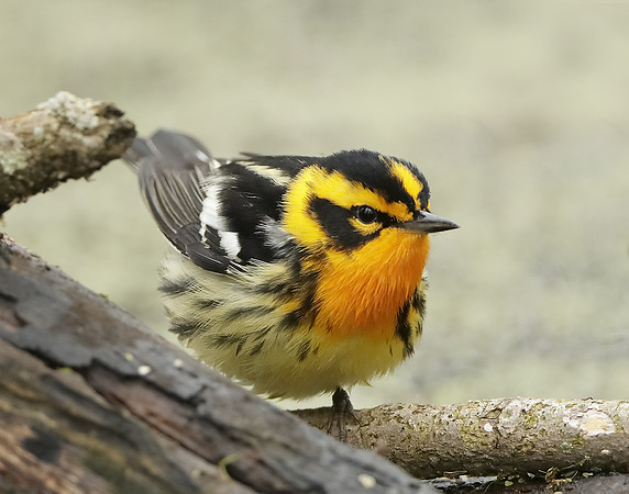 Blackburnian Warbler  Setophaga fusca