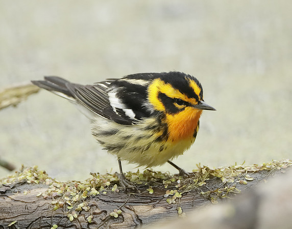 Blackburnian Warbler  Setophaga fusca