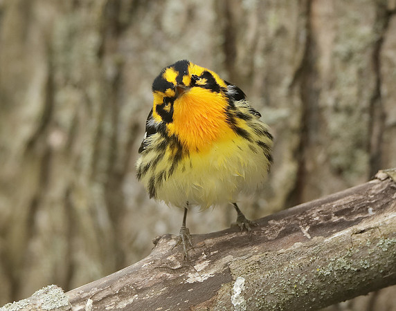 Blackburnian Warbler  Setophaga fusca