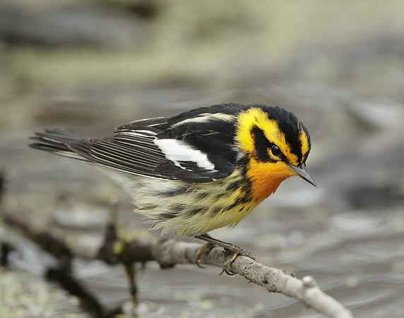 Blackburnian Warbler  Setophaga fusca