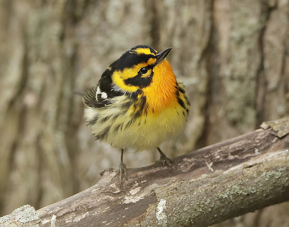 Blackburnian Warbler  Setophaga fusca