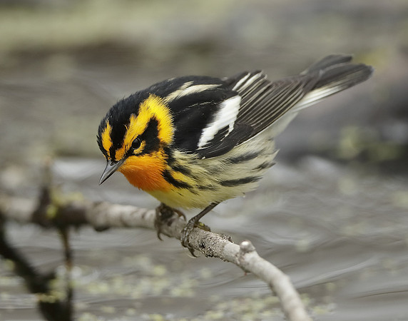 Blackburnian Warbler  Setophaga fusca