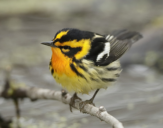 Blackburnian Warbler  Setophaga fusca