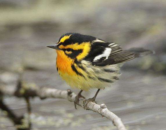 Blackburnian Warbler  Setophaga fusca