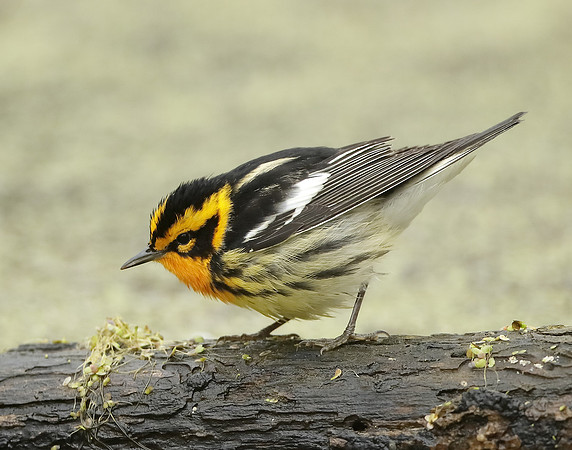 Blackburnian Warbler  Setophaga fusca