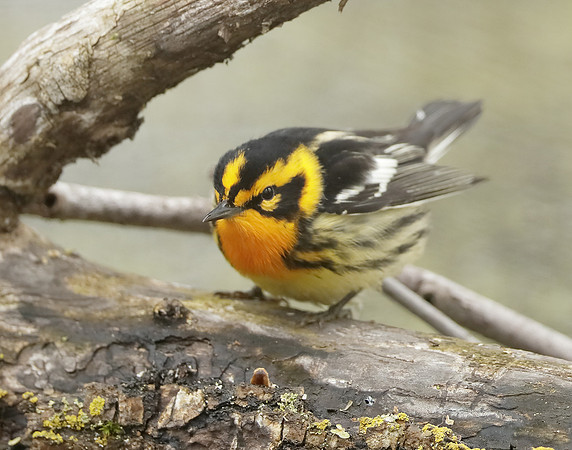 Blackburnian Warbler  Setophaga fusca