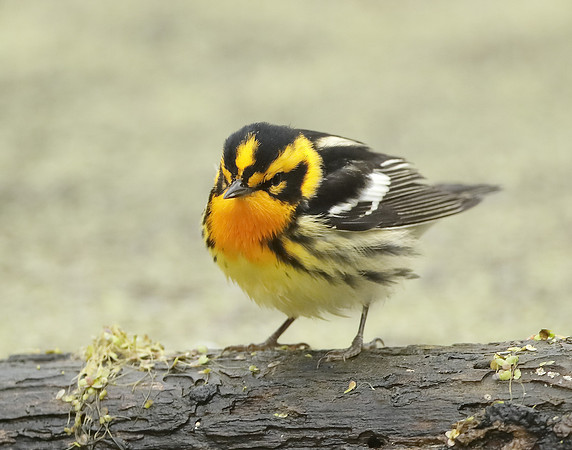 Blackburnian Warbler  Setophaga fusca
