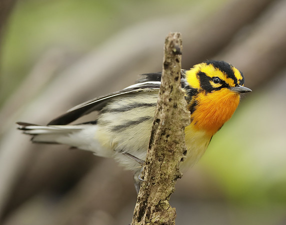 Blackburnian Warbler  Setophaga fusca