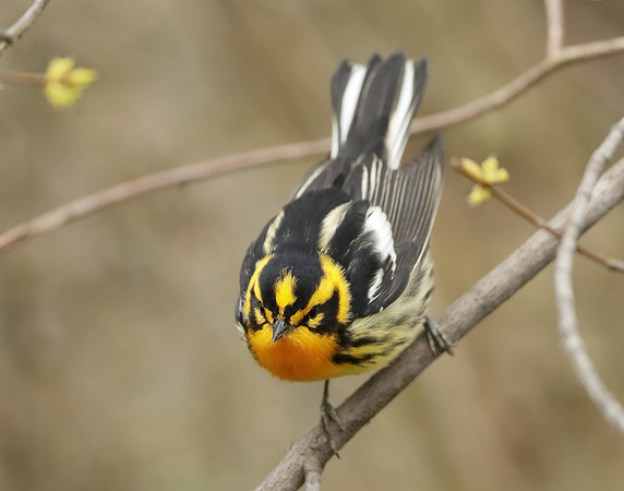 Blackburnian Warbler  Setophaga fusca