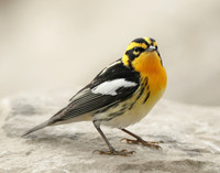 Blackburnian Warbler Setophaga fusca