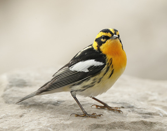 Blackburnian Warbler  Setophaga fusca
