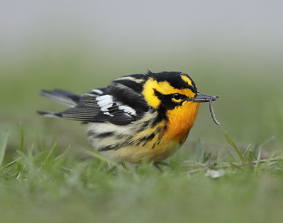 Blackburnian Warbler  Setophaga fusca