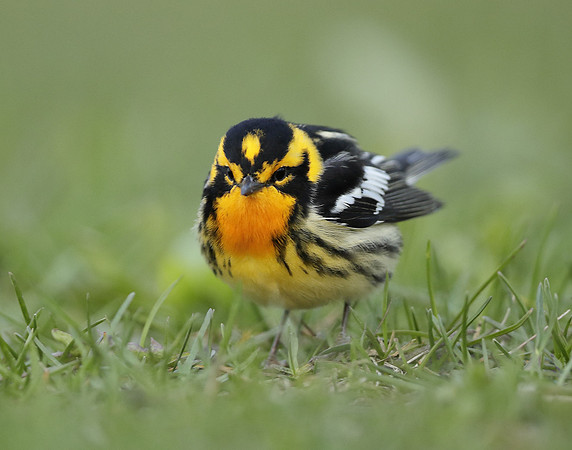 Blackburnian Warbler  Setophaga fusca