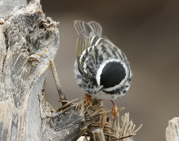 Blackpoll Warbler Setophaga striata