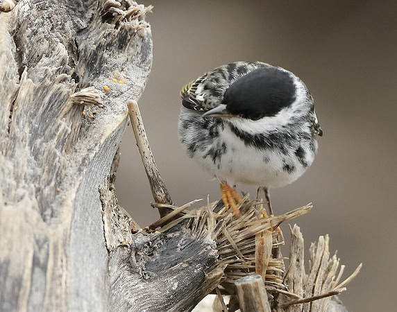 Blackpoll Warbler Setophaga striata