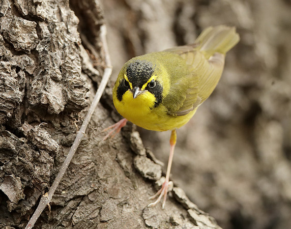 Kentucky Warbler Geothlypis formosa