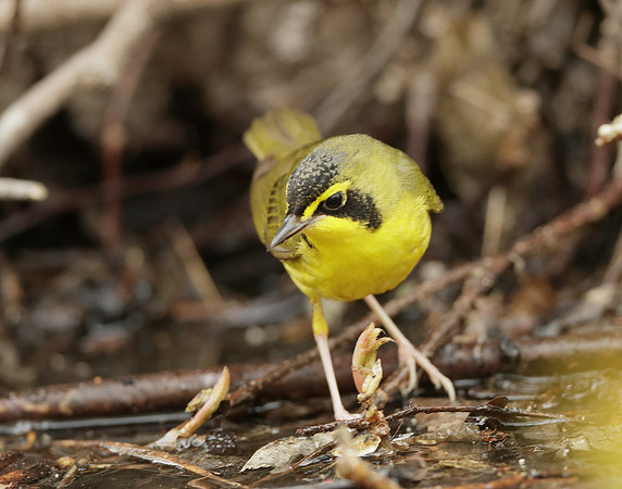 Kentucky Warbler Geothlypis formosa