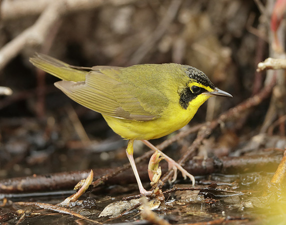 Kentucky Warbler Geothlypis formosa