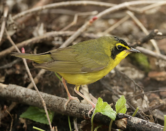 Kentucky Warbler Geothlypis formosa