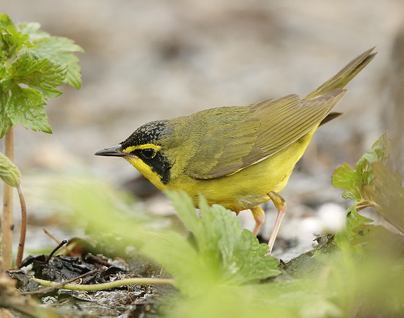 Kentucky Warbler Geothlypis formosa