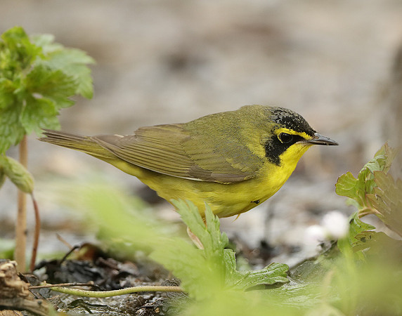 Kentucky Warbler Geothlypis formosa