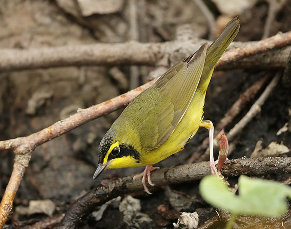 Kentucky Warbler Geothlypis formosa