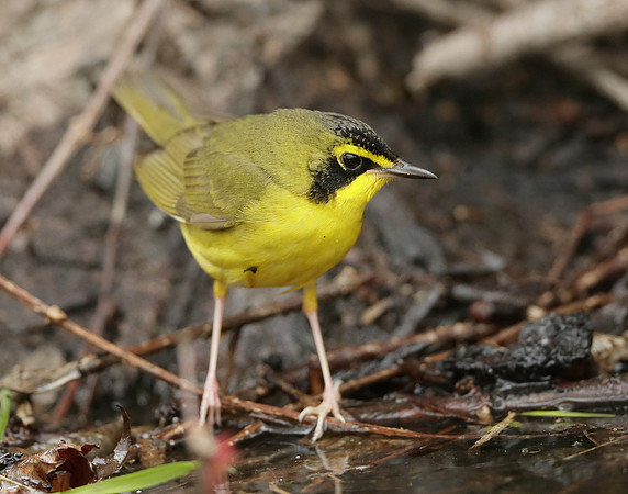 Kentucky Warbler Geothlypis formosa