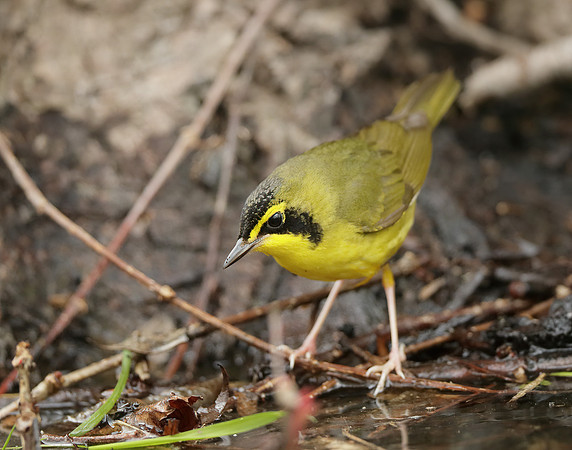 Kentucky Warbler Geothlypis formosa