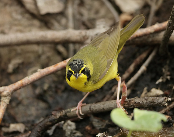 Kentucky Warbler Geothlypis formosa