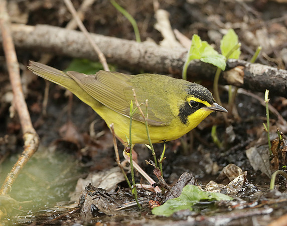 Kentucky Warbler Geothlypis formosa
