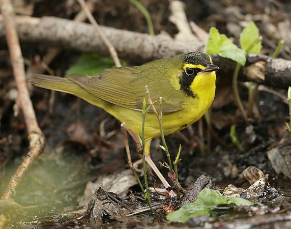 Kentucky Warbler Geothlypis formosa
