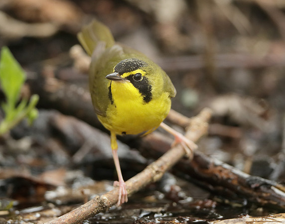 Kentucky Warbler Geothlypis formosa