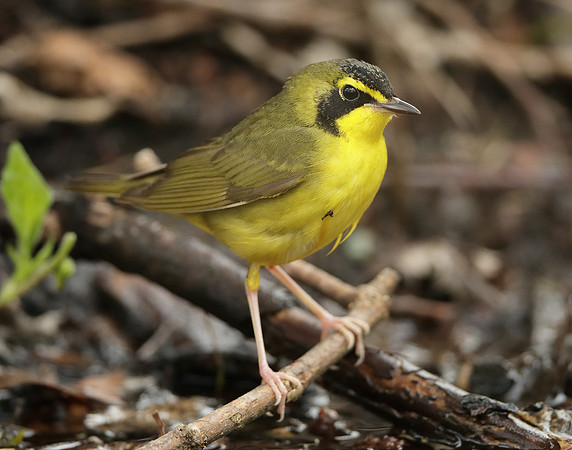 Kentucky Warbler Geothlypis formosa